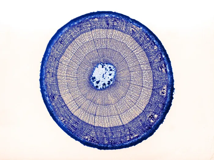 Framed Print : Tilia Stem, light micrograph