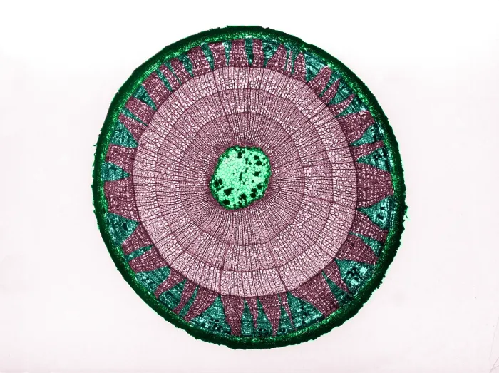 Framed Print : Tilia Stem, light micrograph Framed Print : Tilia Stem, light micrograph
