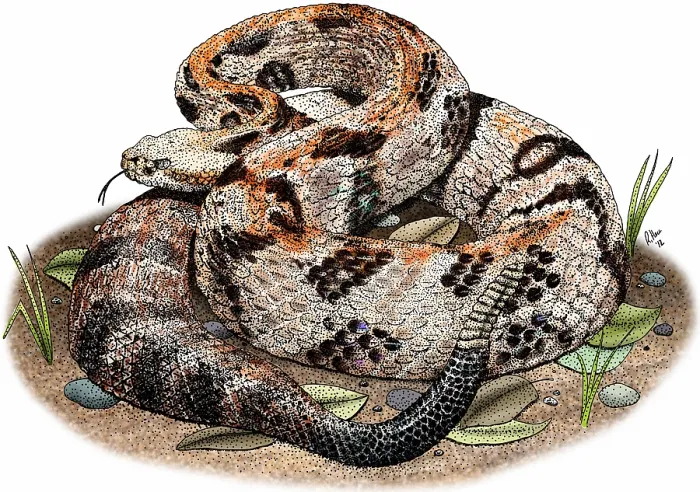 Framed Print : Timber rattlesnake Framed Print : Timber rattlesnake