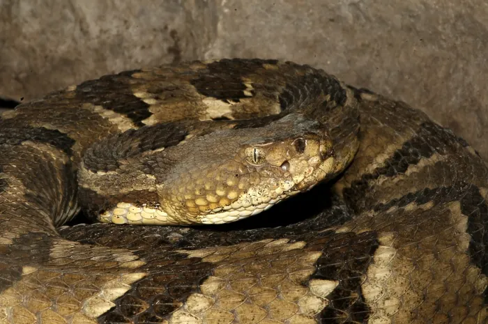 Framed Print : Timber Rattlesnake, Crotalus horridus Framed Print : Timber Rattlesnake, Crotalus horridus
