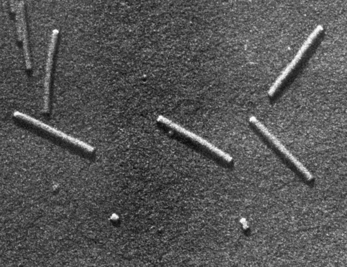 Framed Print : Tobacco mosaic Virus, TEM