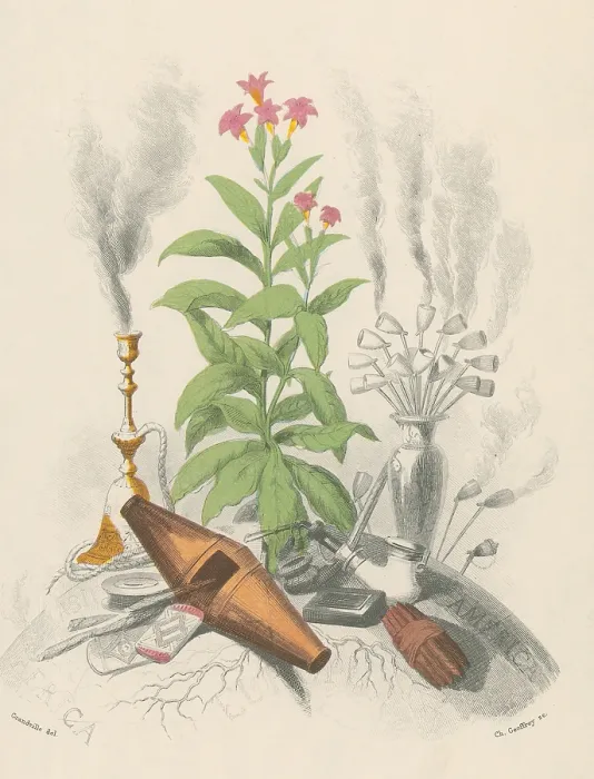 Framed Print : Tobacco Plant, 19th Century Framed Print : Tobacco Plant, 19th Century