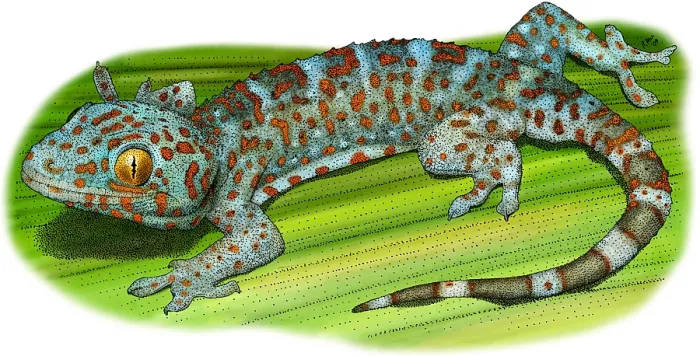 Framed Print : Tokay Gecko