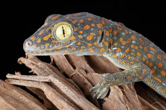 Framed Print : Tokay Gecko Framed Print : Tokay Gecko