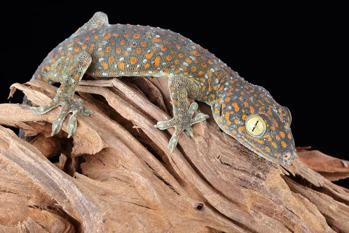 Framed Print : Tokay Gecko Framed Print : Tokay Gecko