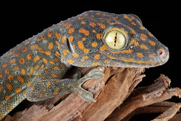 Framed Print : Tokay Gecko Framed Print : Tokay Gecko
