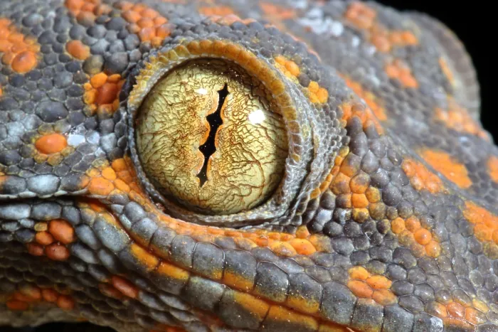 Framed Print : Tokay Gecko Framed Print : Tokay Gecko