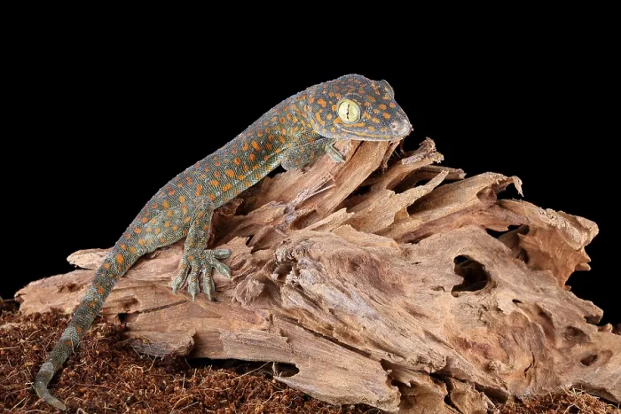 Framed Print : Tokay Gecko Framed Print : Tokay Gecko