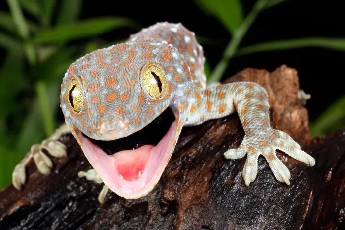 Framed Print : Tokay Gecko (Gekko gecko)
