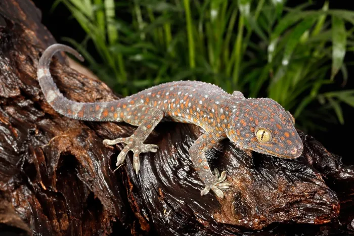 Framed Print : Tokay Gecko (Gekko gecko) Framed Print : Tokay Gecko (Gekko gecko)