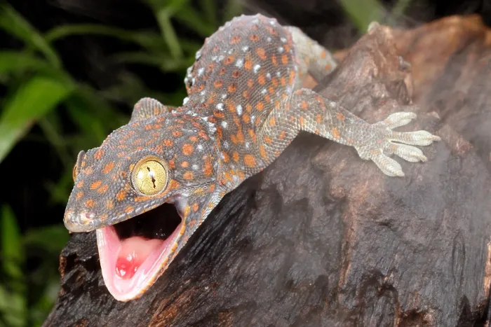 Framed Print : Tokay Gecko (Gekko gecko)