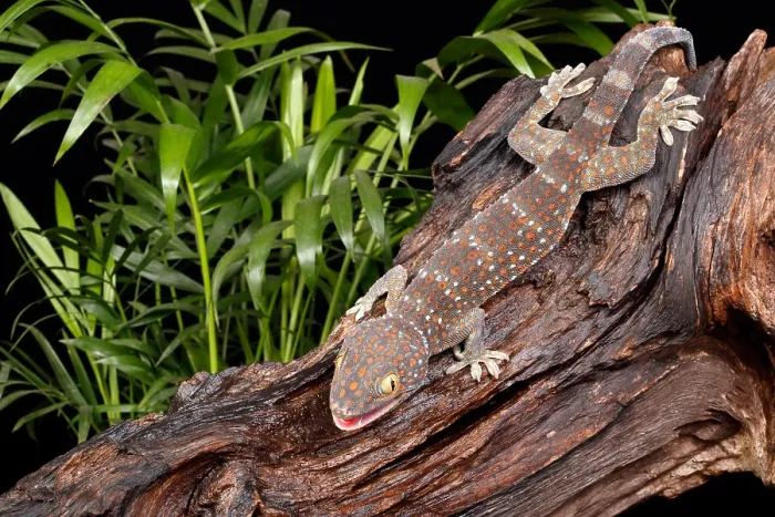 Framed Print : Tokay Gecko (Gekko gecko)