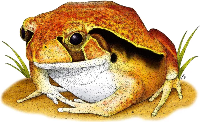Framed Print : Tomato Frog Framed Print : Tomato Frog