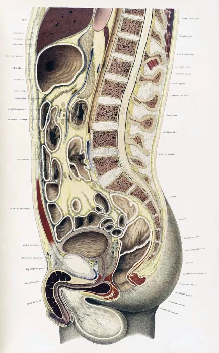 Framed Print : Topographisch-anatomischer, Braune, 1872