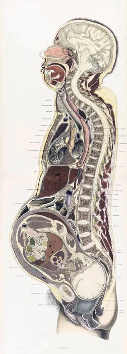 Framed Print : Topographisch-anatomischer, Braune, 1872