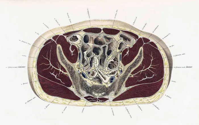 Framed Print : Topographisch-anatomischer, Braune, 1872 Framed Print : Topographisch-anatomischer, Braune, 1872