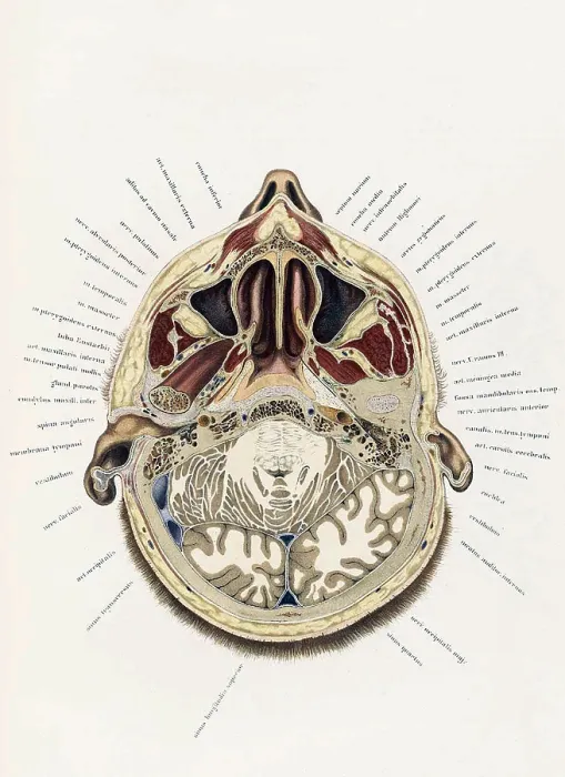 Framed Print : Topographisch-anatomischer, Braune, 1872 Framed Print : Topographisch-anatomischer, Braune, 1872
