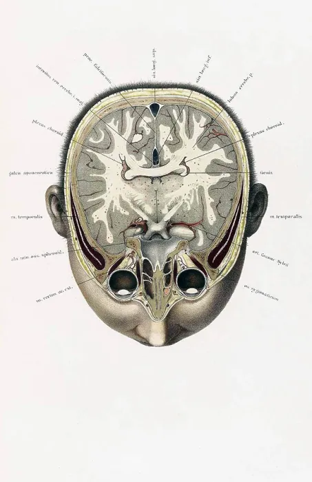 Framed Print : Topographisch-anatomischer, Braune, 1872