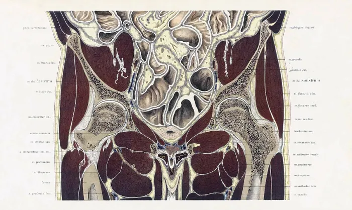Framed Print : Topographisch-anatomischer, Braune, 1872