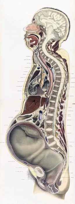 Framed Print : Topographisch-anatomischer, Braune, 1872 Framed Print : Topographisch-anatomischer, Braune, 1872