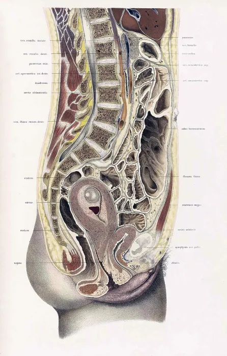 Framed Print : Topographisch-anatomischer, Braune, 1872 Framed Print : Topographisch-anatomischer, Braune, 1872