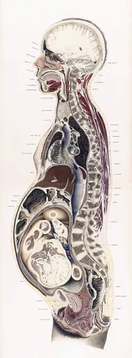 Framed Print : Topographisch-anatomischer, Braune, 1872