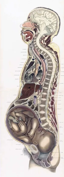 Framed Print : Topographisch-anatomischer, Braune, 1872