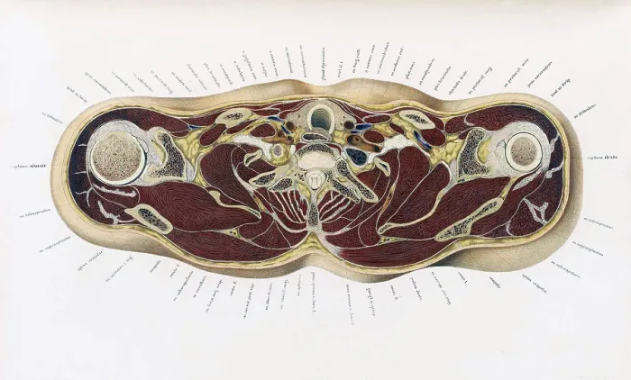 Framed Print : Topographisch-anatomischer, Braune, 1872