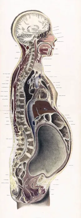 Framed Print : Topographisch-anatomischer, Braune, 1872