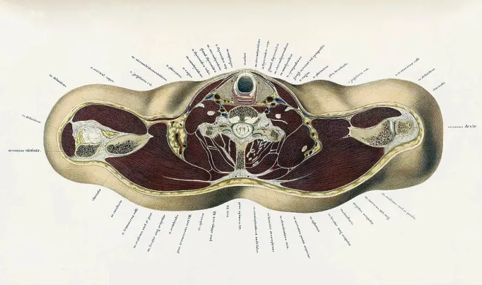 Framed Print : Topographisch-anatomischer, Braune, 1872 Framed Print : Topographisch-anatomischer, Braune, 1872
