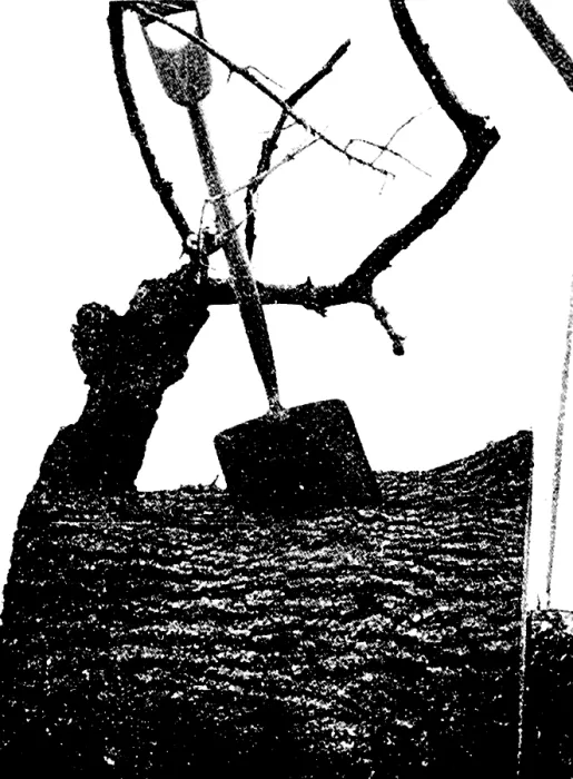 Framed Print : Tornado Damage, 1896