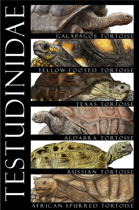 Framed Print : Tortoises, Poster Framed Print : Tortoises, Poster