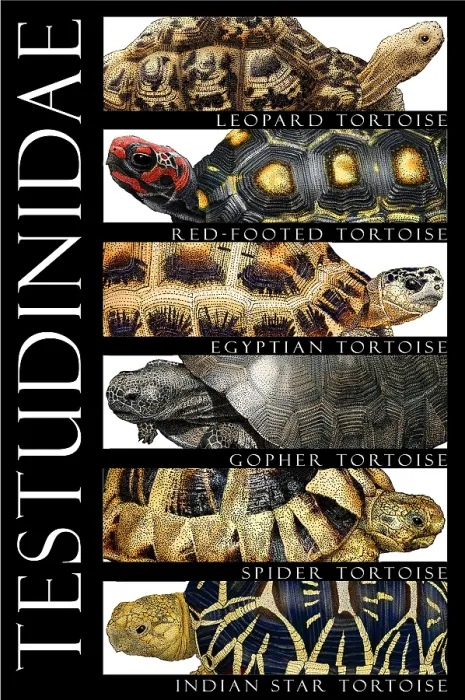 Framed Print : Tortoises, Poster Framed Print : Tortoises, Poster