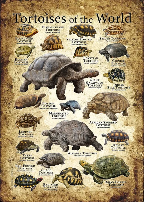 Framed Print : Tortoises of the World Framed Print : Tortoises of the World