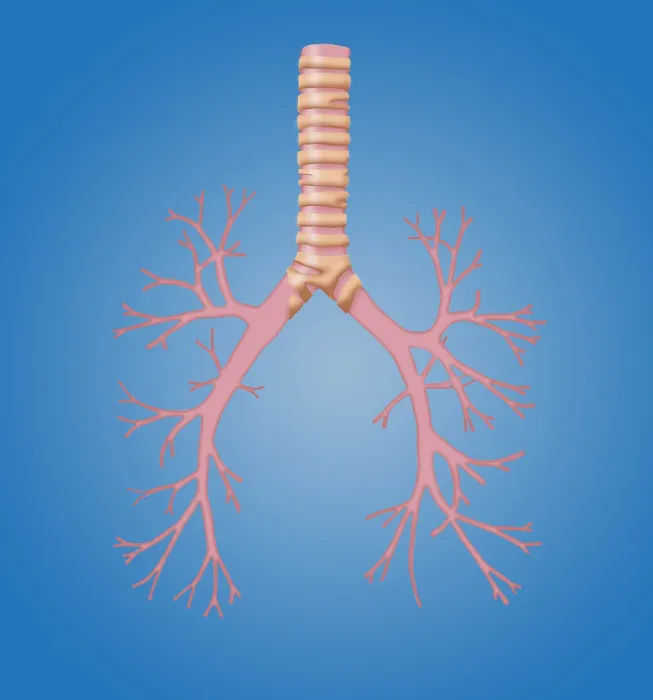 Framed Print : Trachea and Bronchi Framed Print : Trachea and Bronchi