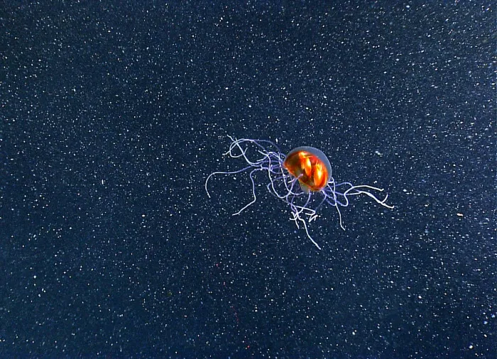 Framed Print : Trachymedusae, Deep Sea Jellyfish