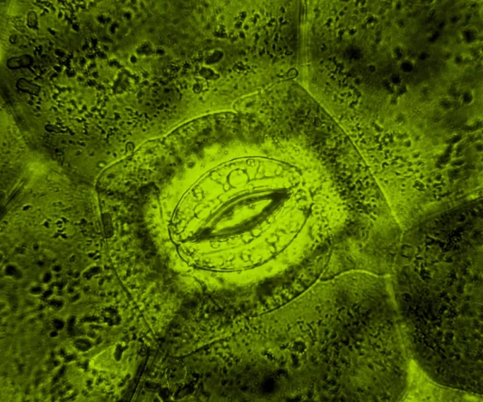 Framed Print : Tradescantia sp. Stomata, light micrograph Framed Print : Tradescantia sp. Stomata, light micrograph