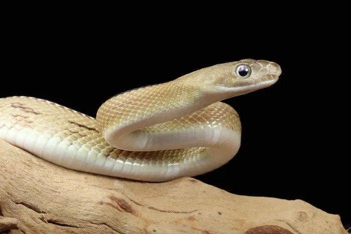 Framed Print : Trans-Pecos rat snake (Bogertophis subocularis) portrait Framed Print : Trans-Pecos rat snake (Bogertophis subocularis) portrait
