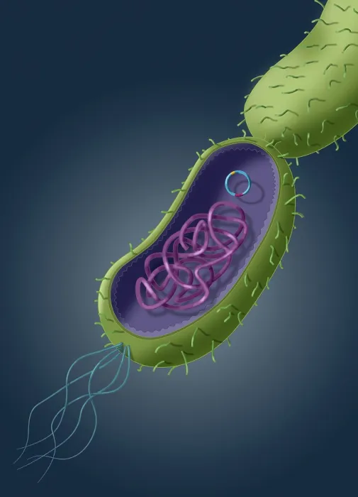 Framed Print : Transfer of genetic material, horizontal gene transfer (HGT), through plasmid transfer, microbiology visual Framed Print : Transfer of genetic material, horizontal gene transfer (HGT), through plasmid transfer, microbiology visual