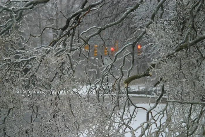 Framed Print : Tree coated by ice storm Framed Print : Tree coated by ice storm