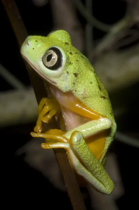 Framed Print : Tree Frog. Hylomantis lemur, the white eyed leaf frog, is a critically threatened species Framed Print : Tree Frog. Hylomantis lemur, the white eyed leaf frog, is a critically threatened species