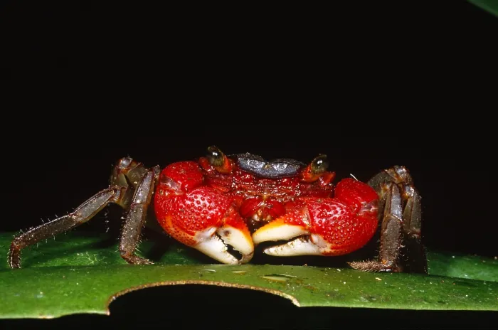 Framed Print : Tree-hole Crab