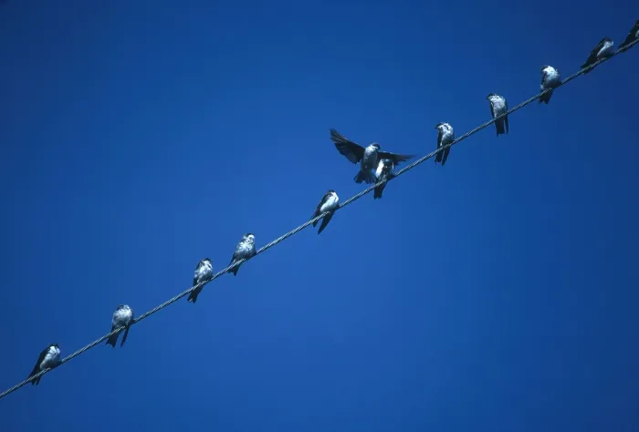 Framed Print : Tree Swallows