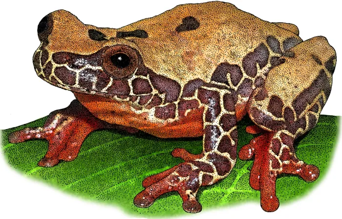 Framed Print : Triangle Treefrog, Illustration