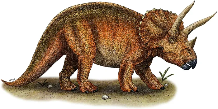 Framed Print : Triceratops Framed Print : Triceratops
