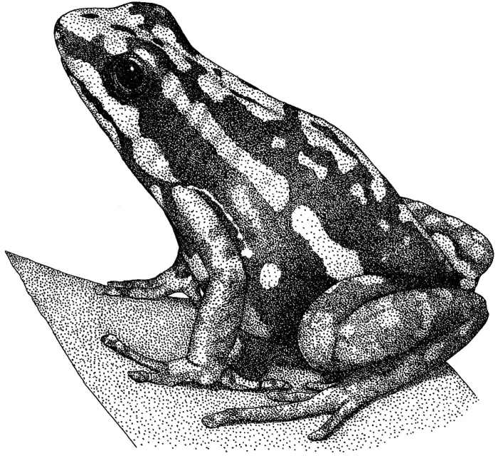 Framed Print : Tricolor Poison Dart Frog Framed Print : Tricolor Poison Dart Frog