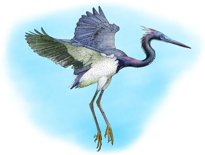 Framed Print : Tricolored Heron Framed Print : Tricolored Heron