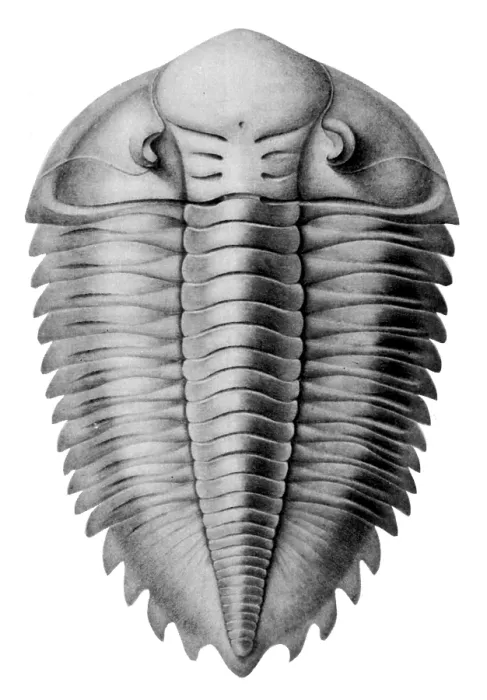 Framed Print : Trilobite Artwork Framed Print : Trilobite Artwork