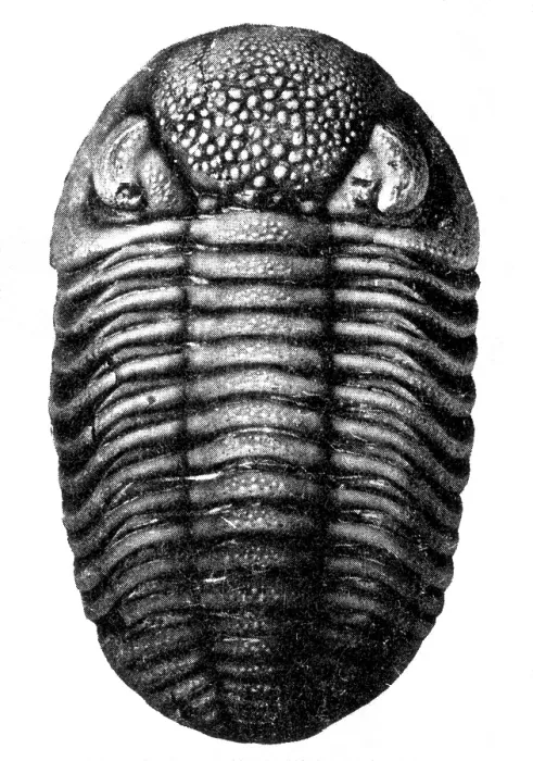 Framed Print : Trilobite Fossil Framed Print : Trilobite Fossil