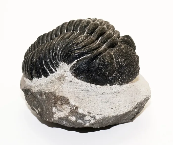 Framed Print : Trilobite Fossil, Drotops megalomanicus Framed Print : Trilobite Fossil, Drotops megalomanicus